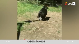 요즘이슈_동물_강아지는 혼란스럽다